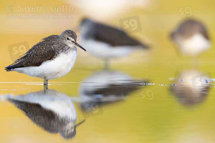 Green Sandpiper, three adults standing in the water at sunset