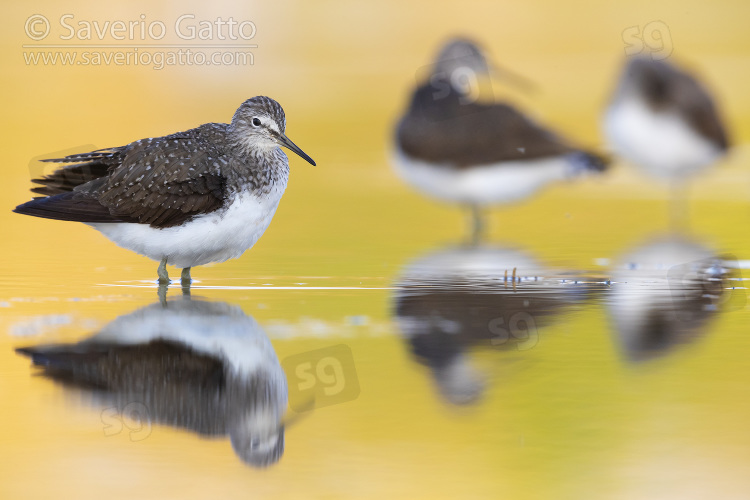 Green Sandpiper, three adults standing in the water at sunset