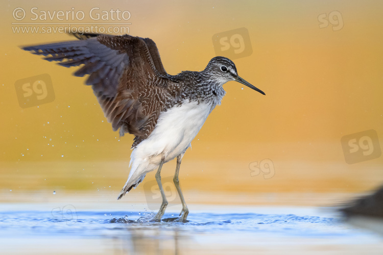 Green Sandpiper, side view of an adult at take off