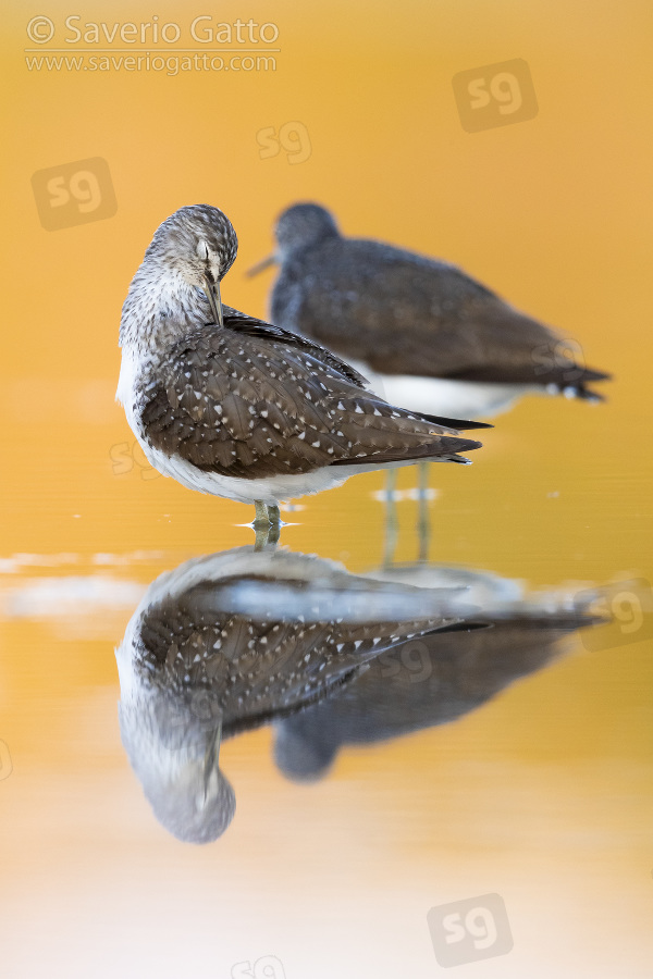 Green Sandpiper, two individuals resting in the water at sunset