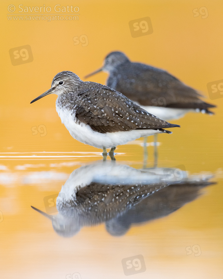 Green Sandpiper, two individuals resting in the water at sunset