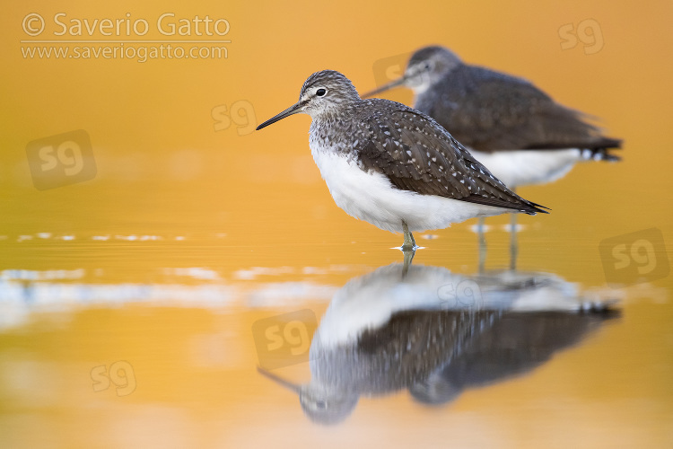 Green Sandpiper, two adult resting in the waer at sunset