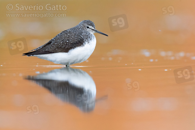 Piro piro culbianco, adulto a riposo in uno stagno