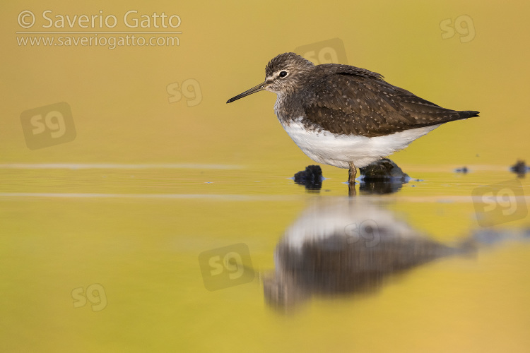 Green Sandpiper, adult standing in the water at sunset