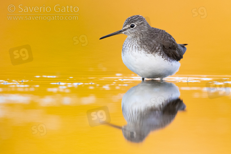 Green Sandpiper, adult standing in the water