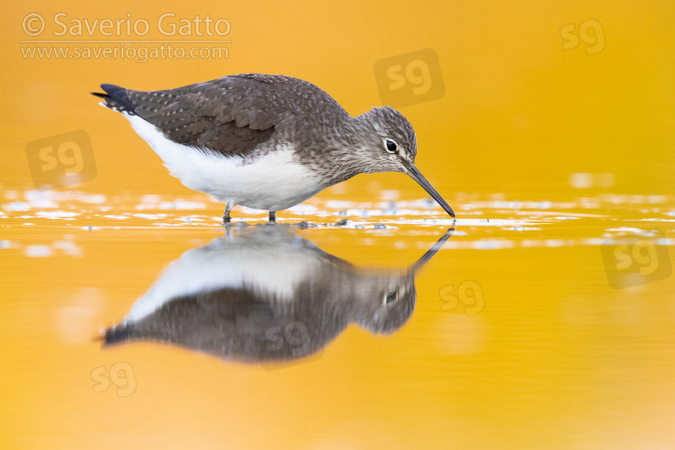 Green Sandpiper, adult standing in the water