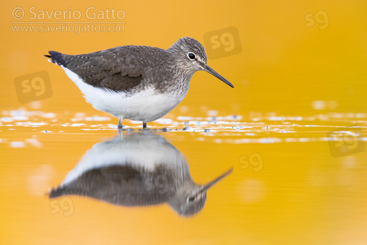 Green Sandpiper