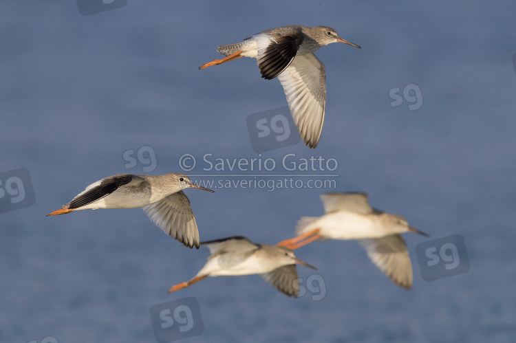 Common Redshank, a small flock in flight