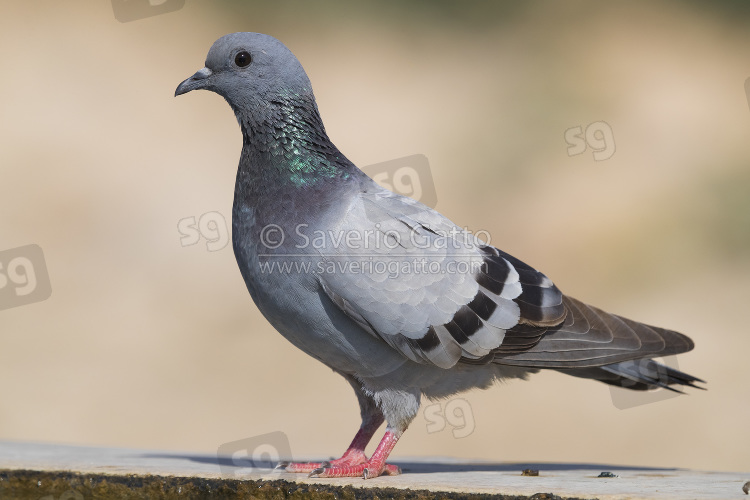 Rock Dove, side view  of an adult standing on the edge of a pool