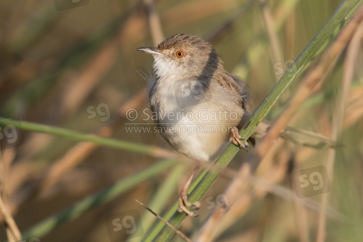 Graceful Prinia, adult perched on a stem