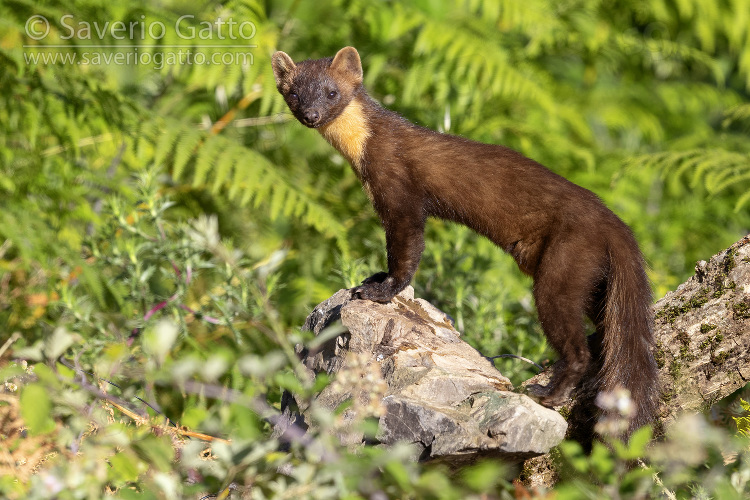 Pine Marten, side view of an adult male standing on a rock