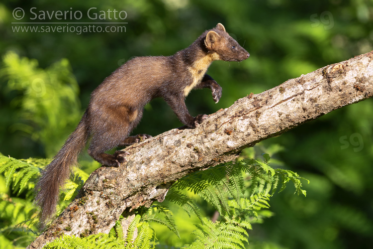 Pine Marten, side view of an adult male walking on an old trunk