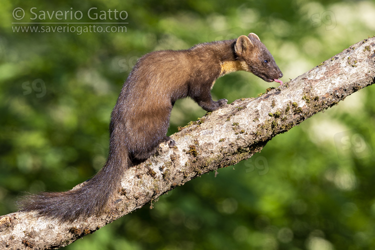 Pine Marten, adult male on an old trunk