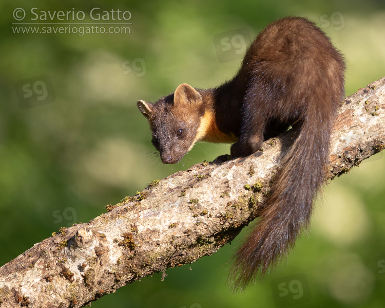 Pine Marten, adult male on an old trunk