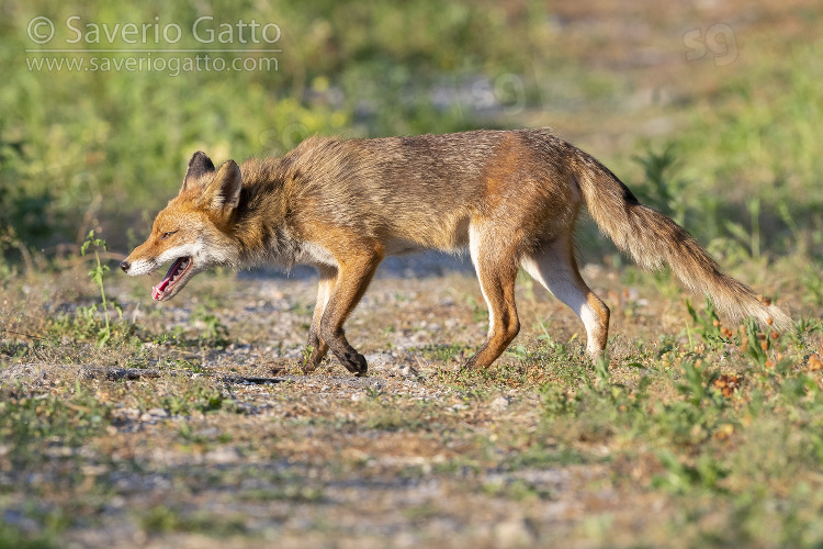 Red Fox, side view of an adult male walking on a path