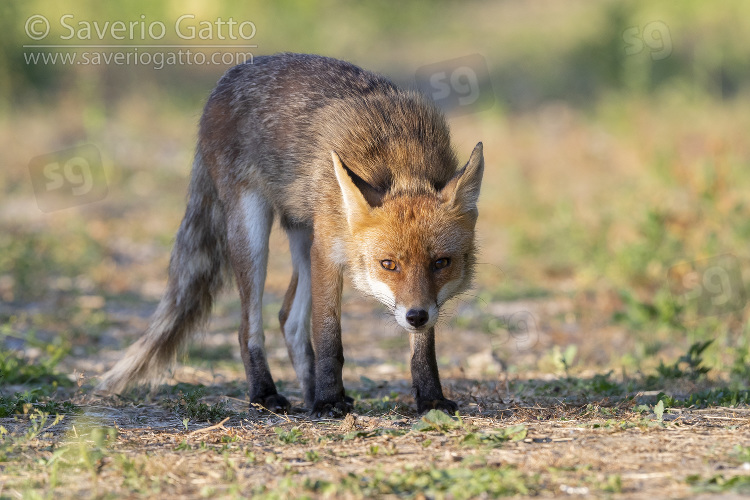 Red Fox, adult male standing on the ground