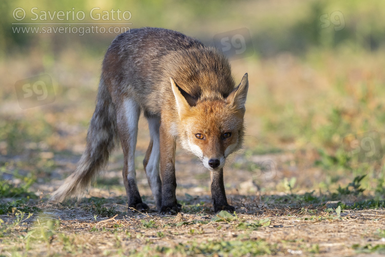 Uomo Con La Maschera Della Volpe Fotografia Stock - Immagine di animale,  solitudine: 39558670