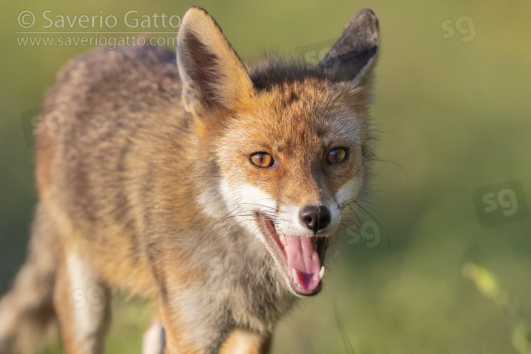 Red Fox, close-up of an adult male