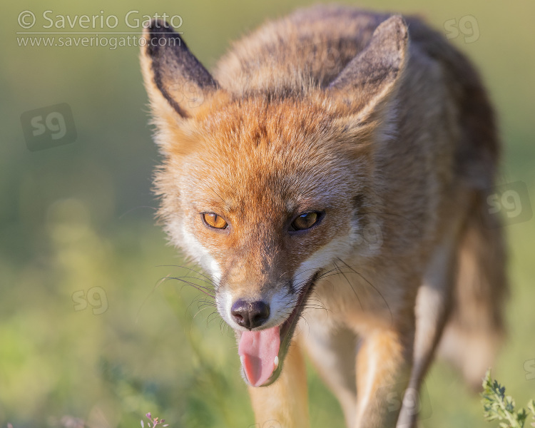 Red Fox, close-up of an adult male