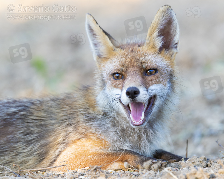 Red Fox, adult male close-up