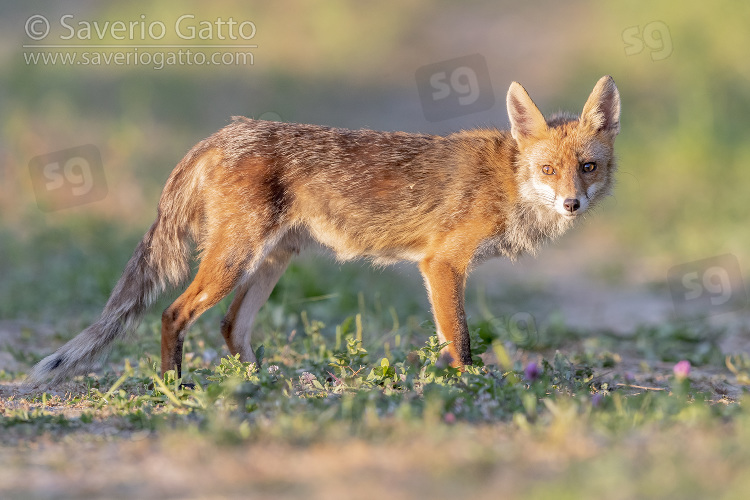 Red Fox, side view of an adult male standing on the ground
