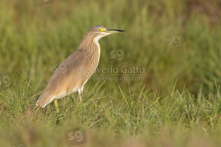 Squacco Heron, side view of an adult in winter plumage in oman