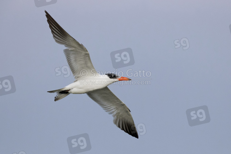 Caspian Tern, immature in flight seen from below