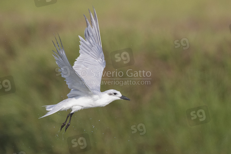 Gull-billed Tern, side view of a flying adult in winter plumage