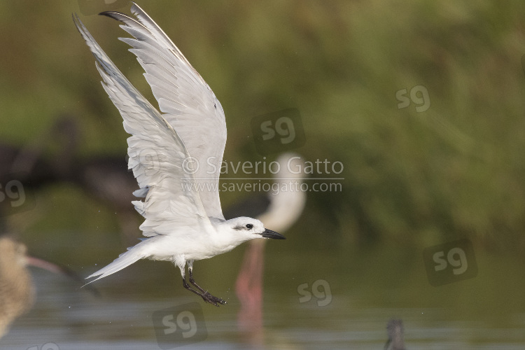 Gull-billed Tern