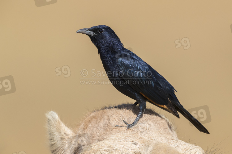 Tristram's Starling, adult male standing on the head of a dromedary camel