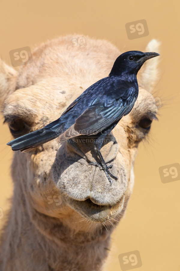 Tristram's Starling, side view of an adult male standing on the nose of a dromedary camel