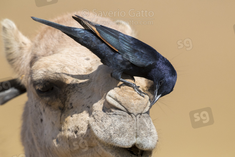 Tristram's Starling, adult male looking for insects on the head of a dromedary camel