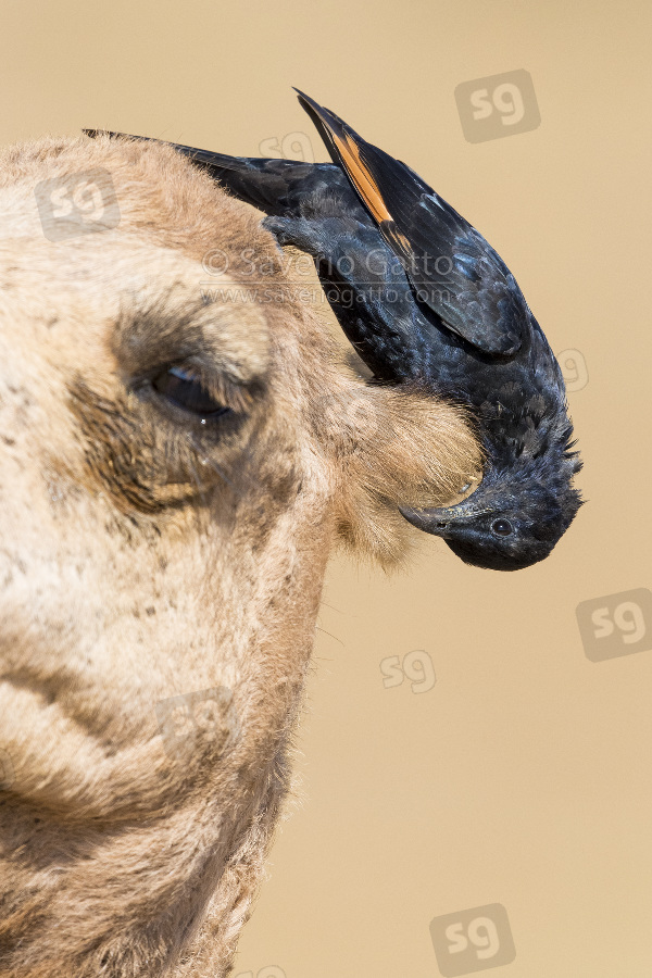 Tristram's Starling, adult male looking for insects among the fur of a dromedary camel