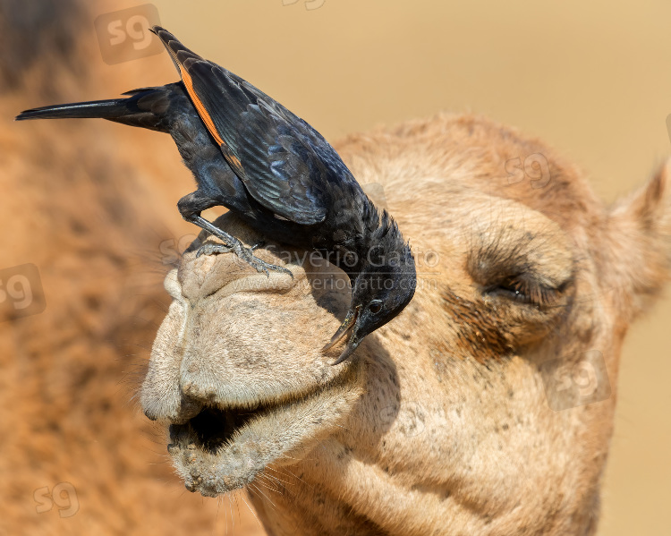 Tristram's Starling, adult male looking for insects on the head of a dromedary camel