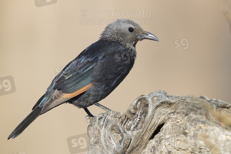 Tristram's Starling, side view of an adult female standing on an old trunk