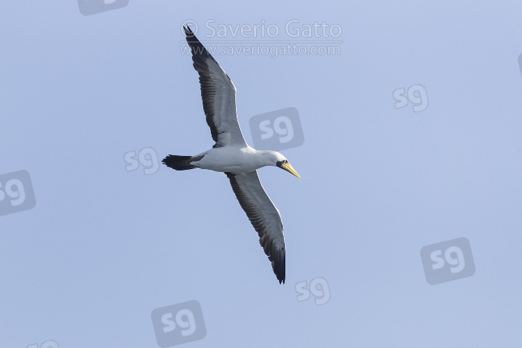 Masked Booby, adult in flight seen from below