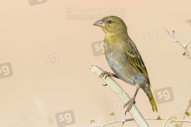 Ruppell's Weaver