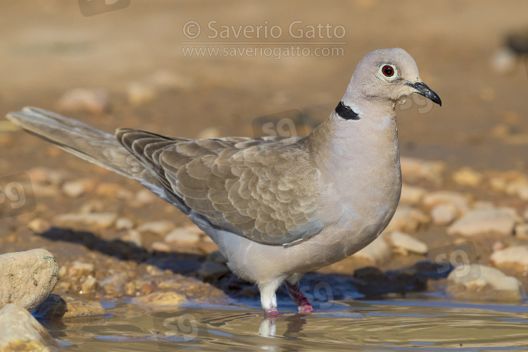 Eurasian Collared Dove, adult on the edge of a pool
