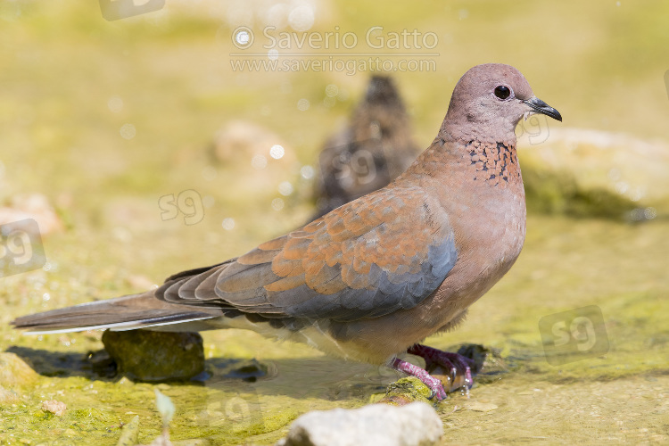 Laughing Dove, side view of an adult standing in a pool