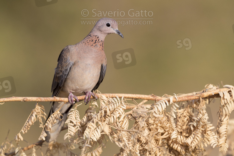 Laughing Dove, adult perched on a branch