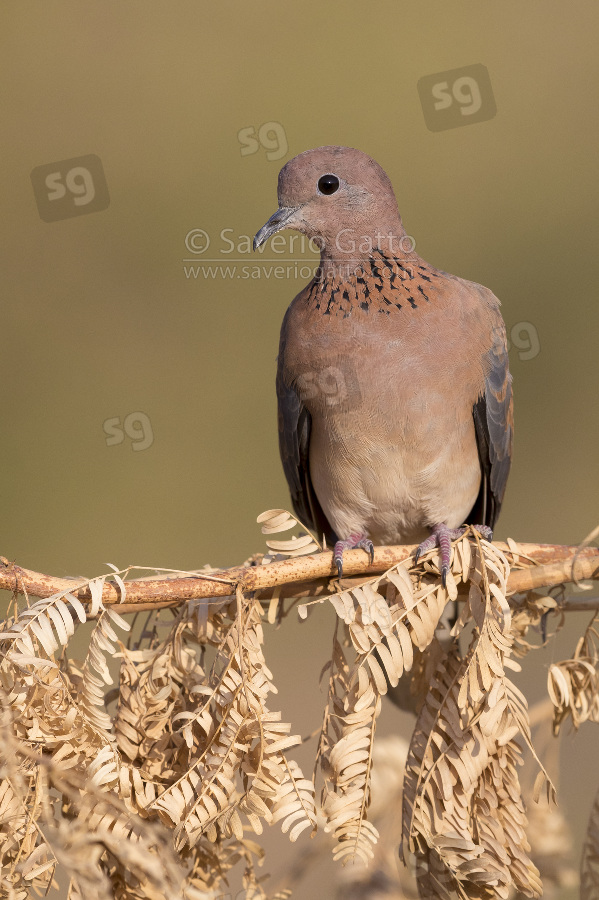 Laughing Dove, adult perched on a branch