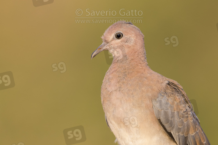 Laughing Dove