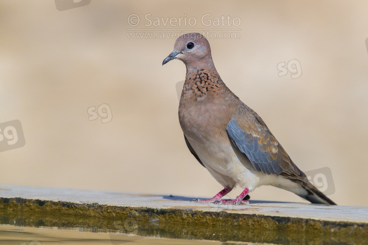 Laughing Dove, adult standing on the edge of a drinking pool