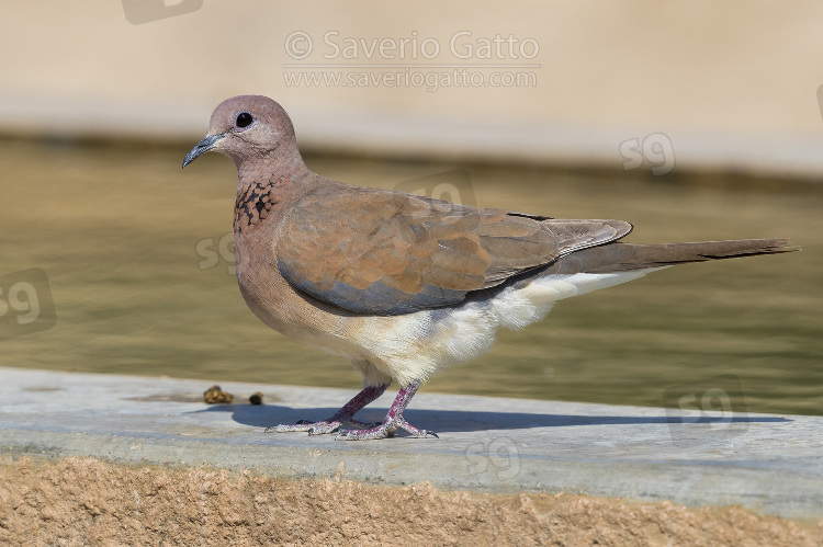 Laughing Dove, adult standing on the edge of a drinking pool