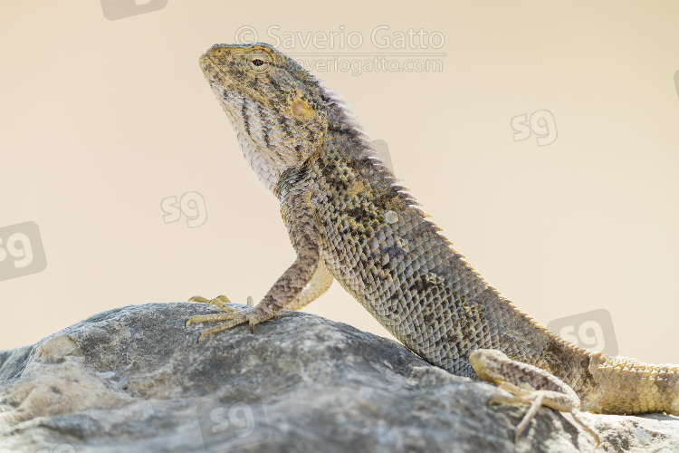 Yellow-spotted Agama, close-up of an individual standing on a rock