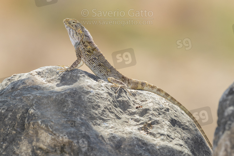 Yellow-spotted Agama