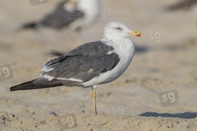 Heuglin's Gull, side view of an adult in winer plumage standing on the sand