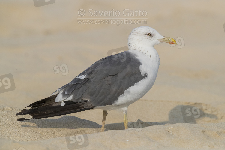 Heuglin's Gull, side view of an adult in winer plumage standing on the sand
