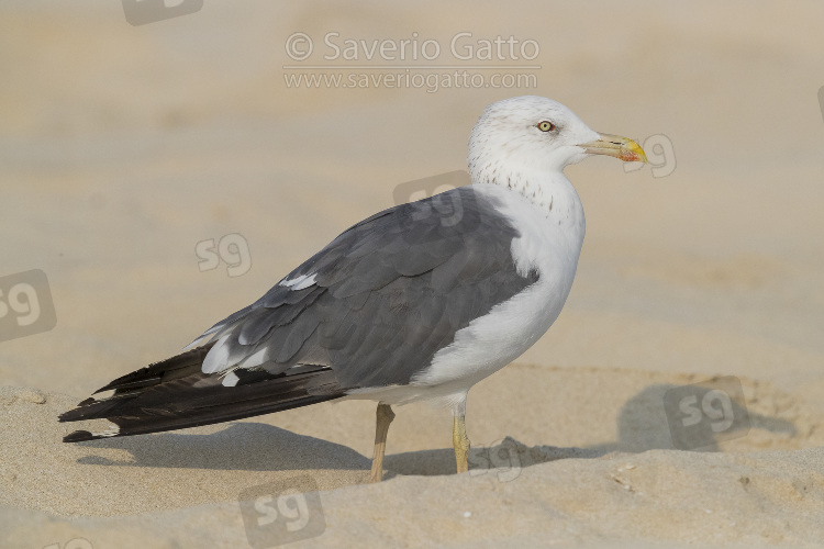 Heuglin's Gull