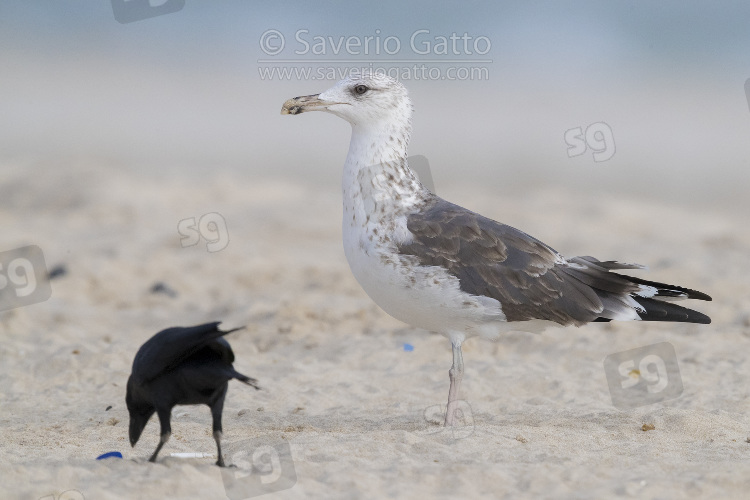 Heuglin's Gull, 2nd winter individual standing on the sand